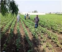 «زراعة الشرقية» تنظم ندوة ارشادية عن الآفات التي تصيب المحاصيل الصيفية 