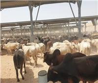 «التموين» تستقبل 12 ألف رأس ماشية من جيبوتى خلال أيام