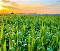 6 توصيات لحماية المحاصيل الزراعية من درجات الحرارة العالية