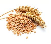 «التموين» تواصل استلام القمح المحلي من المزارعين اختياريا