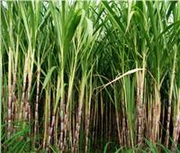 الزراعة: توصيات لمزارعي محصول قصب السكر    