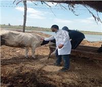       تحصين 320.5 ألف رأس ماشية ضد مرضى الحمى القلاعية و الوادي المتصدع