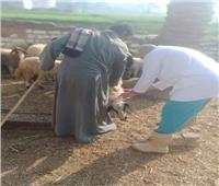 الزراعة: توفير اللقاحات لتحصين 240.4 رأس ماشية ضد الحمى القلاعية والوادي المتصدع 