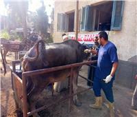 الزراعة علاج 5100 رأس ماشية مجانا لصغار المربين بكفر الشيخ