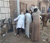 الزراعة حملات لتحصين الماشية والمجترات الصغيرة لحمايتها من الأمراض