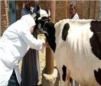 الزراعة: تحصين 5 مليون رأس ماشية ضد «الحمى القلاعية والوادي المتصدع»