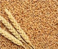 البورصة المصرية للسلع تطلق جلسة جديدة للتداول على القمح الاحد