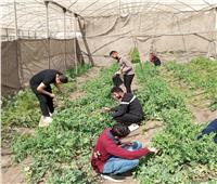 «البحوث الزراعية» ينظم يوم حقلي حول الإدارة التكاملة لإنتاج الطماطم داخل الصوب