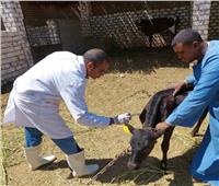  تشكيل لجان للمرورعلى أسواق الماشية لتطعيم حيوانات ضد الامراض الوبائية 
