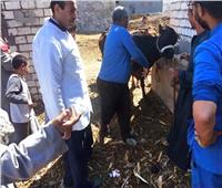 تحصين ١٦٠ ألف  رأس ماشية ضد أمراض الحمى القلاعية  بالمنيا