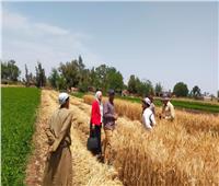 محافظ المنوفية: تجهيز «13» صومعة وشونة استعدادا لموسم توريد القمح