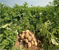 مركز «تغير المناخ» بوزارة الزراعة يحذر مزارعي البطاطس من أمر خطير