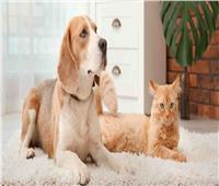 «القومي للبحوث» يكشف مخاطر تربية الحيوانات الأليفة في المنزل
