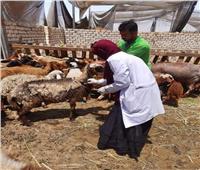  بيطري الشرقية تحصين أكثر من 690 ألف رأس ماشية ضد الحمى القلاعية والوادي المتصدع
