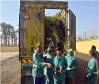 زراعة 250 ألف شجرة في محافظة الأقصر