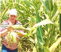  الزراعة : توصيات لمزارعي محصول الذرة أثناء الموجات الحارة  