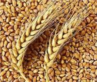 التموين : احتياطي القمح 6.6 شهر .. واستمرار التوريد المحلي ببعض المحافظات 