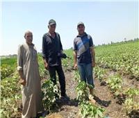 زراعة الشرقية: حملات مرورية لمتابعة المحاصيل الصيفية 