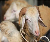 كيف تختار أُضحية العيد؟ القومي للبحوث يجيب