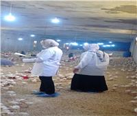 بيطري الشرقية يحصن١١٥ألف و٥٤٥  طائر ضد أنفلونزا الطيور والأمراض الوبائية