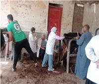 محافظ الفيوم:تحصين 125 ألف رأس ماشية ضد مرض الحمى القلاعية 